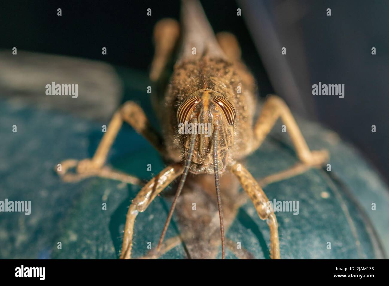 Anacridium aegyptium, Close Up of the Egyptian locust Stock Photo