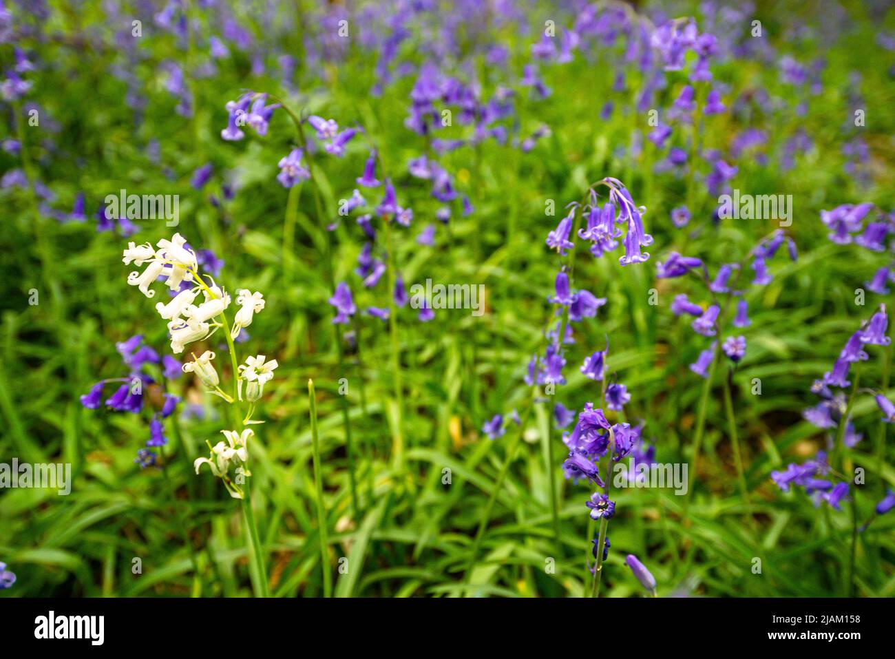 Bluebells in an English forest Stock Photo - Alamy