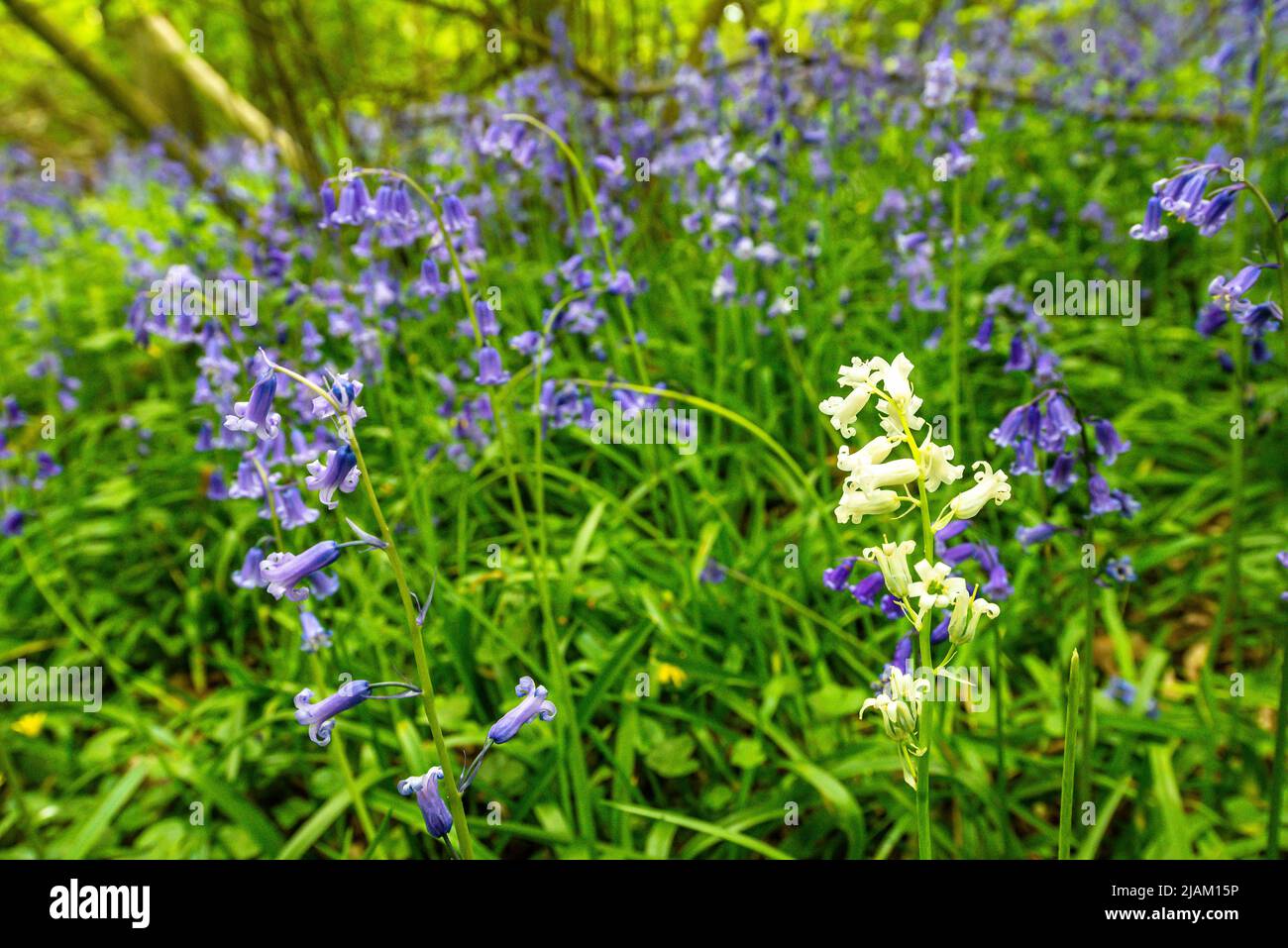 Bluebells in an English forest Stock Photo - Alamy