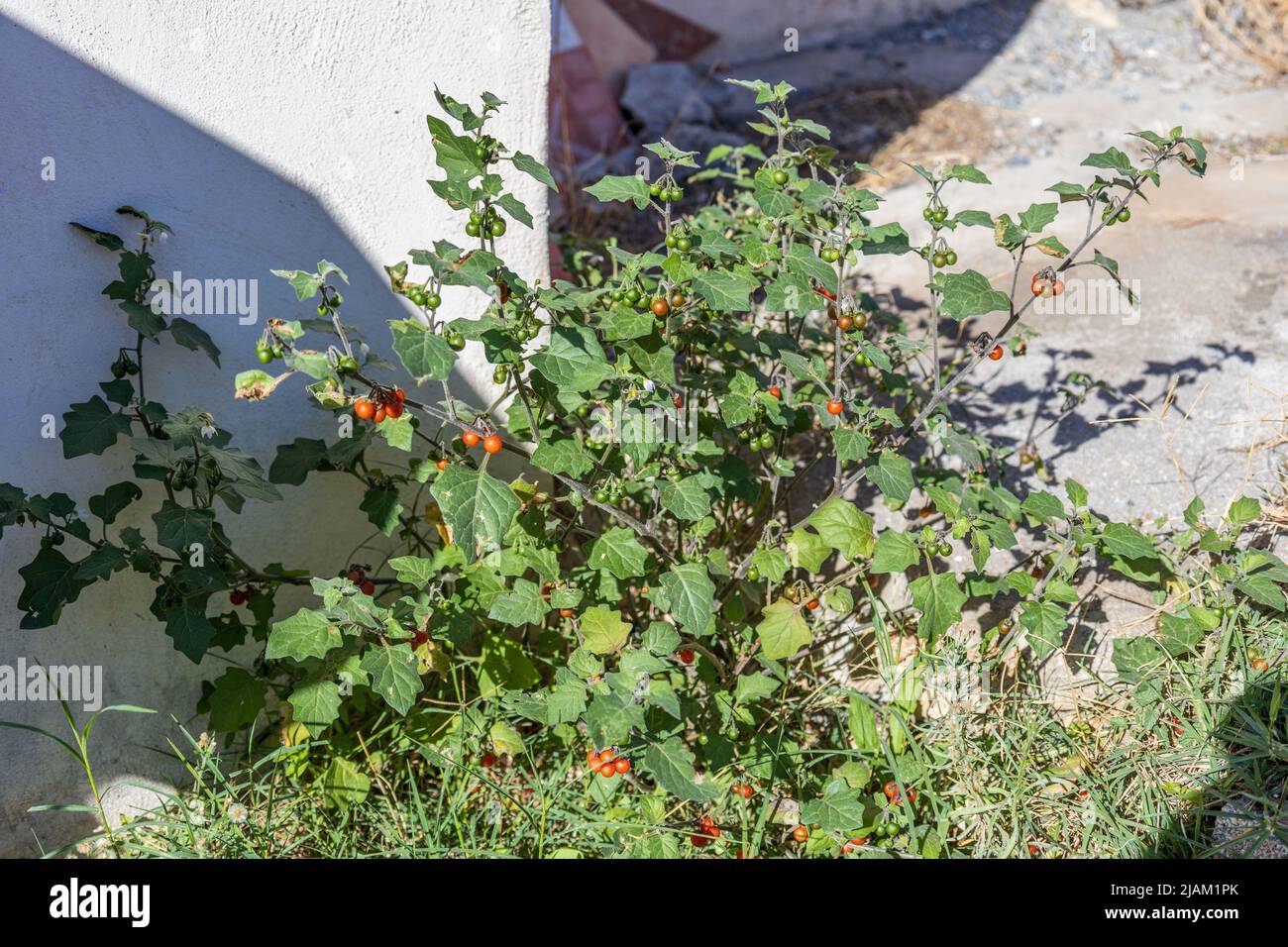 Solanum villosum, Hairy Nightshade Plant with Red Berries Stock Photo