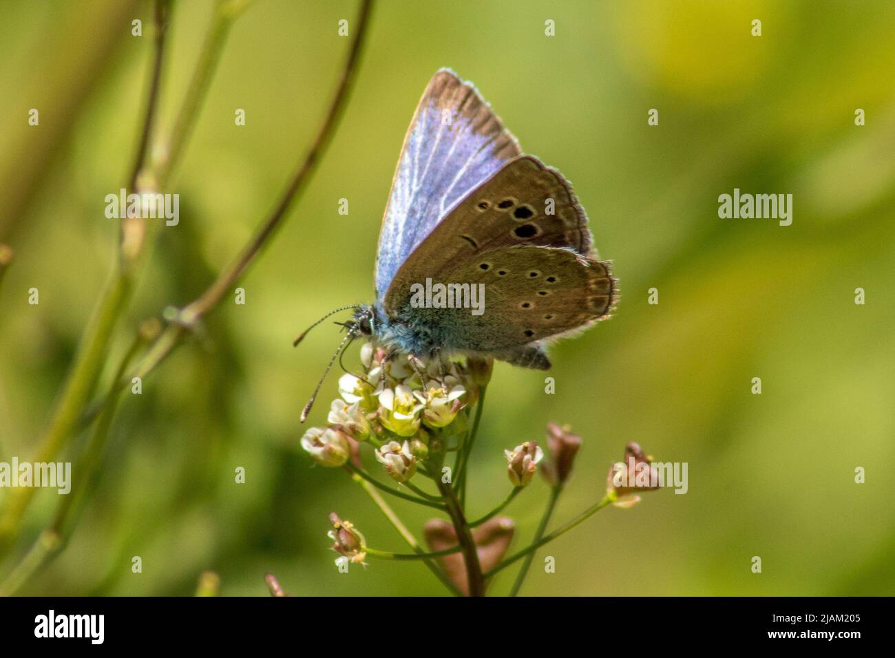 Glaucopsyche melanops, Black-eyed blue Butterfly Stock Photo