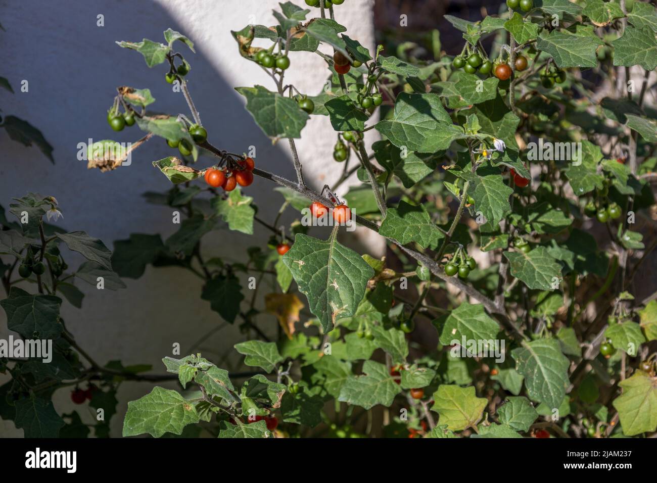Solanum villosum, Hairy Nightshade Plant with Red Berries Stock Photo