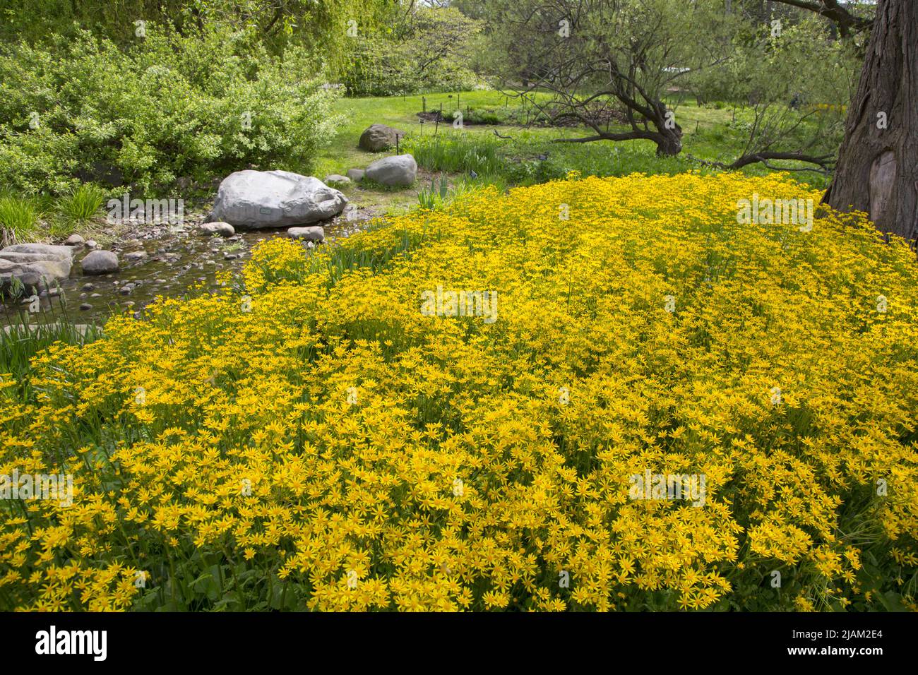 Bright yellow Heart Leaved Groundsel brightens the spring greens at the Brooklyn Botanic Garden in Brooklyn, New York. Stock Photo