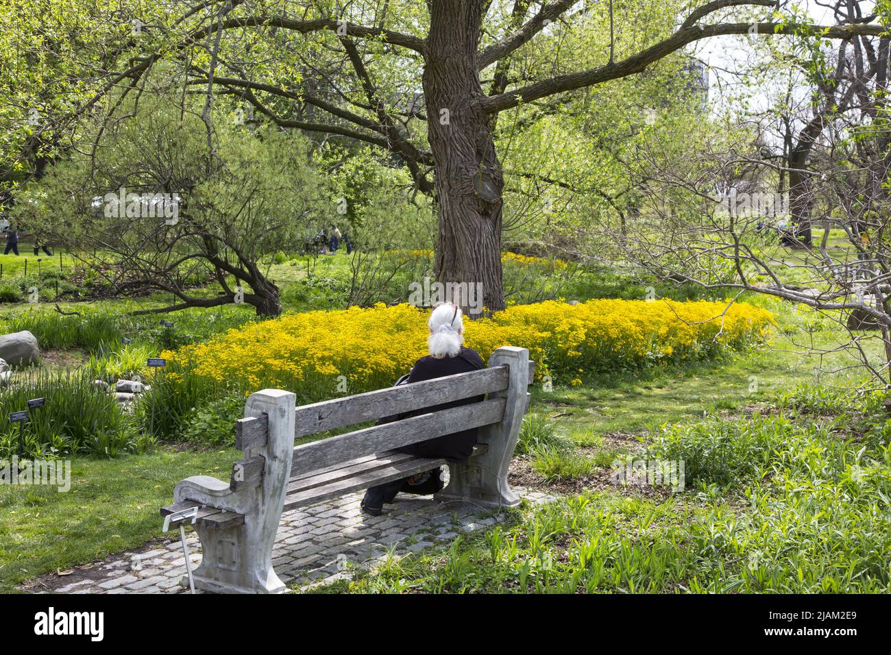 Woman relaxes and enjoys the Heart Leaved Groundsel burstof yellow around a tree at the Brooklyn Botanic Garden in Brooklyn, New York. Stock Photo