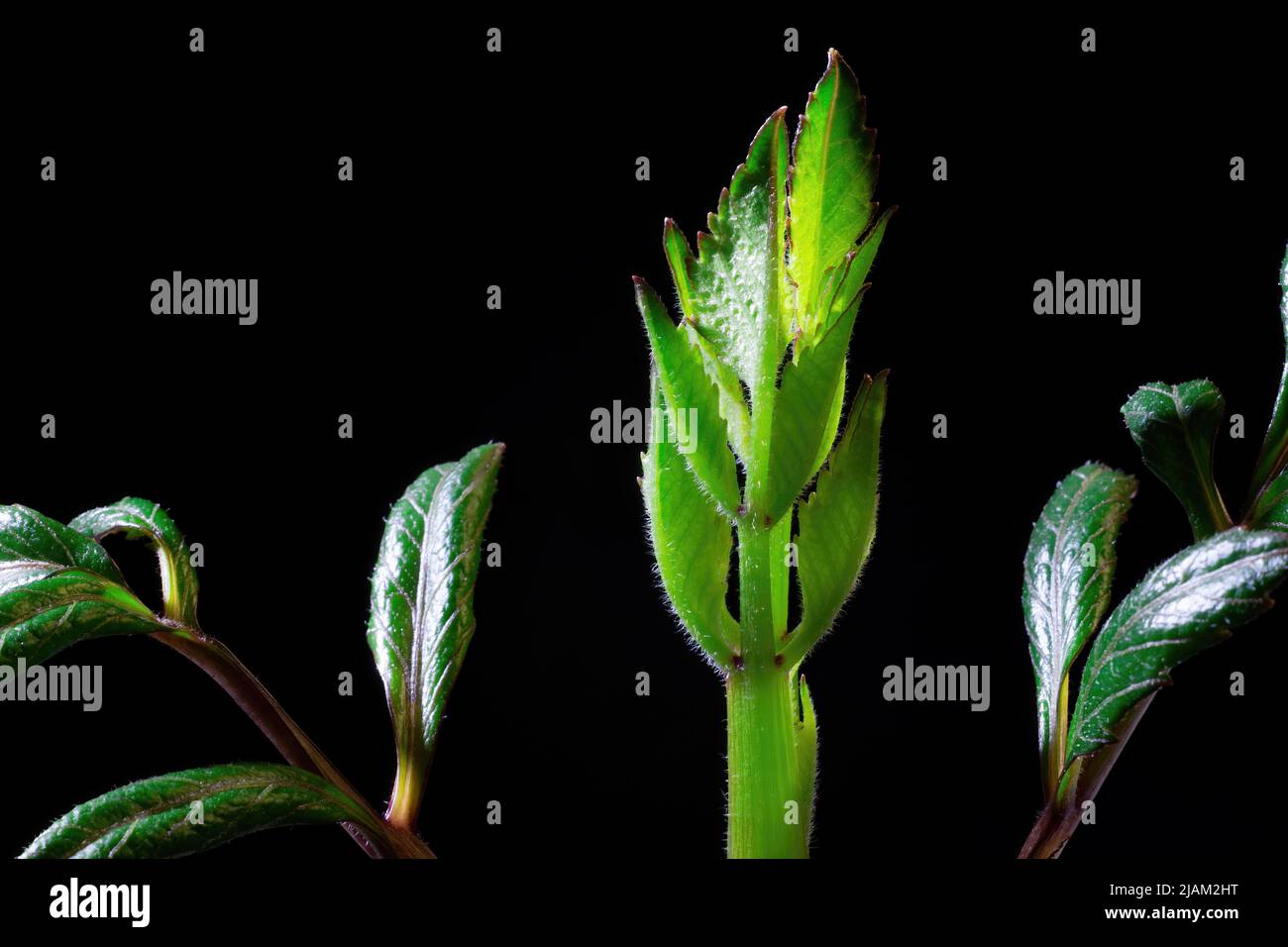 Dahlia sprout with blossoming leaves extreme close up isolated on black background. Stock Photo