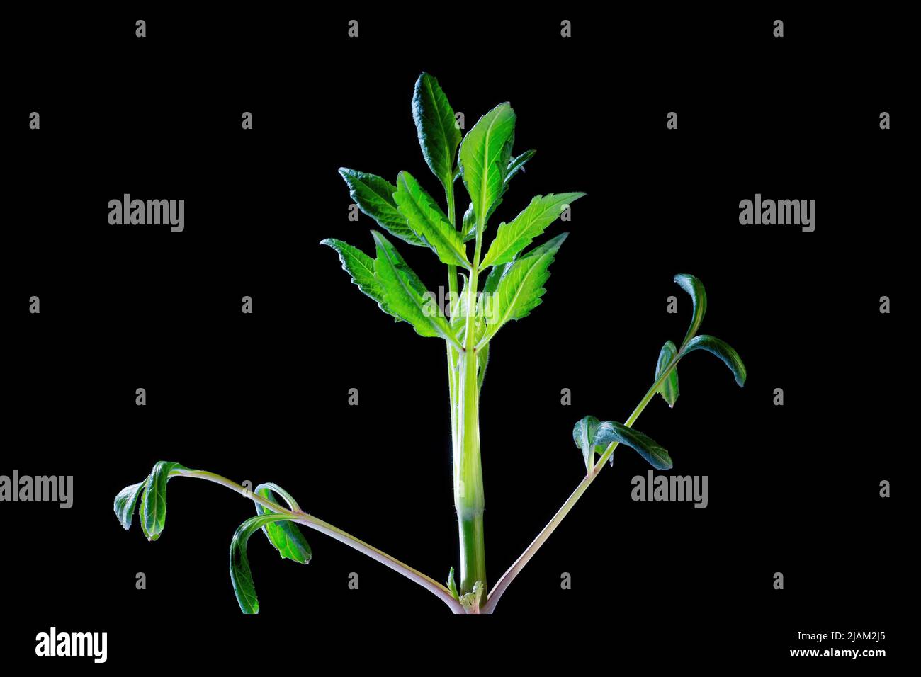 Growing dahlia plant with blossoming leaves extreme close up isolated on black background. Stock Photo