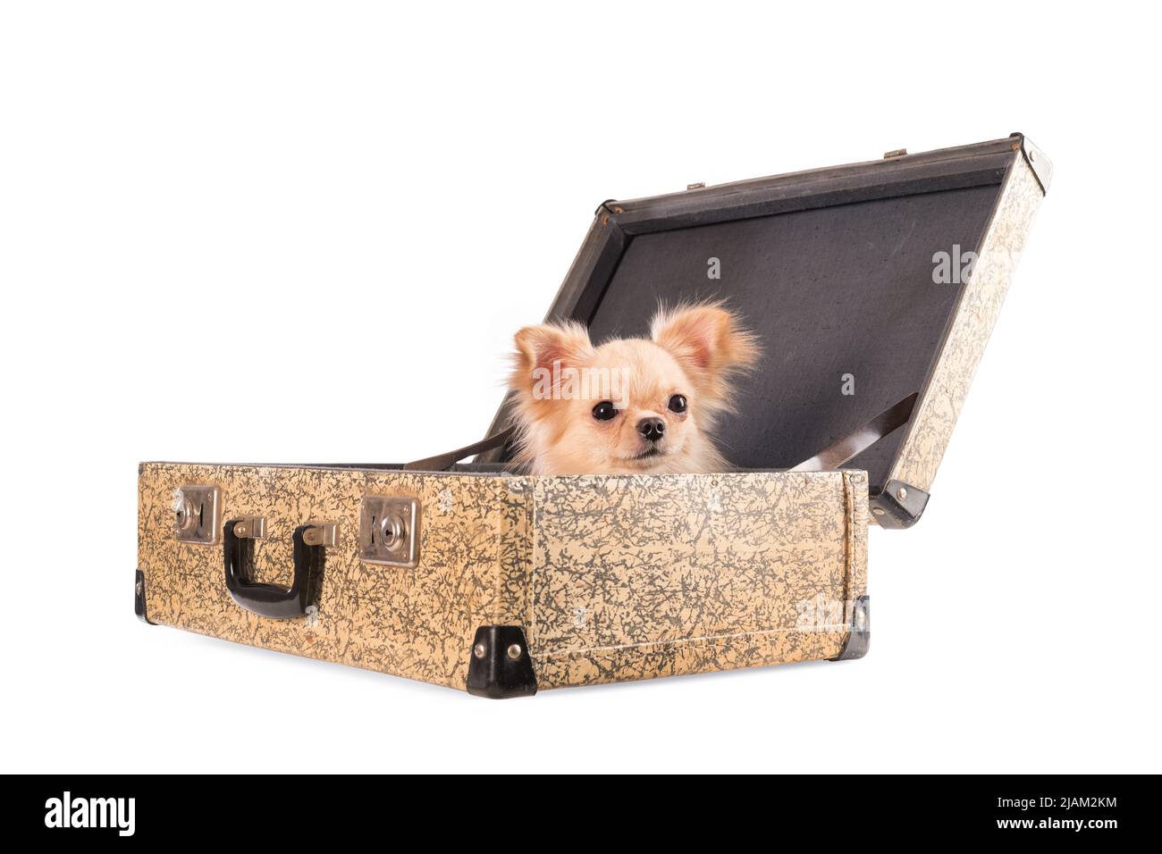 Small chihuahua dog sitting in an old suitcase. Isolated on white, clipping path included Stock Photo