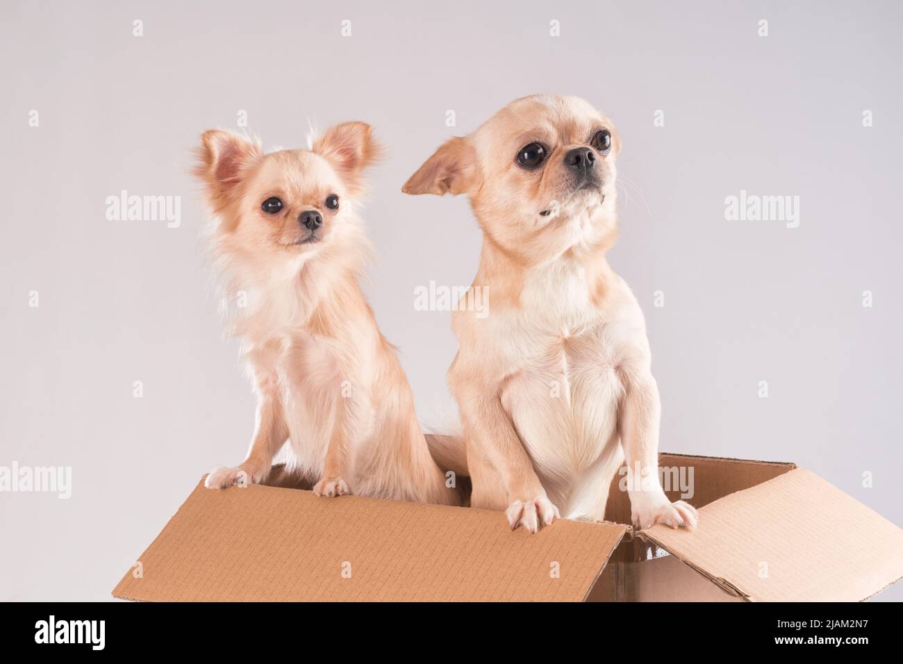 Two small cute white chihuahua dogs peeking out of a cardboard box. Studio shoot on white Stock Photo