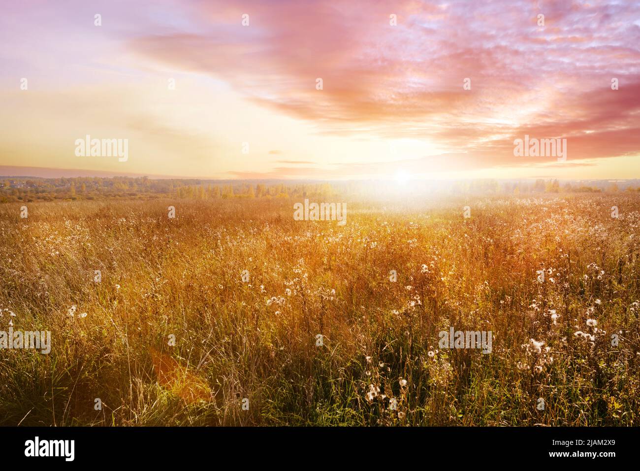 Golden meadow at sunset. Bright colored landscape in sunset sunlight Stock Photo
