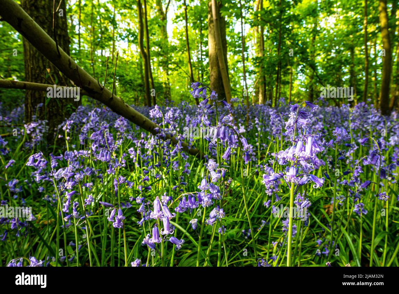 Bluebells in an English forest Stock Photo - Alamy