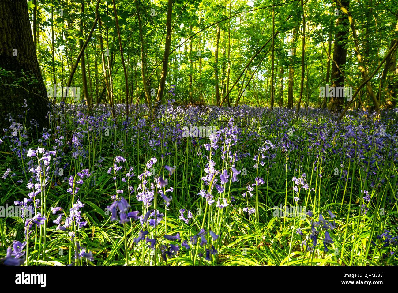 Bluebells in an English forest Stock Photo - Alamy