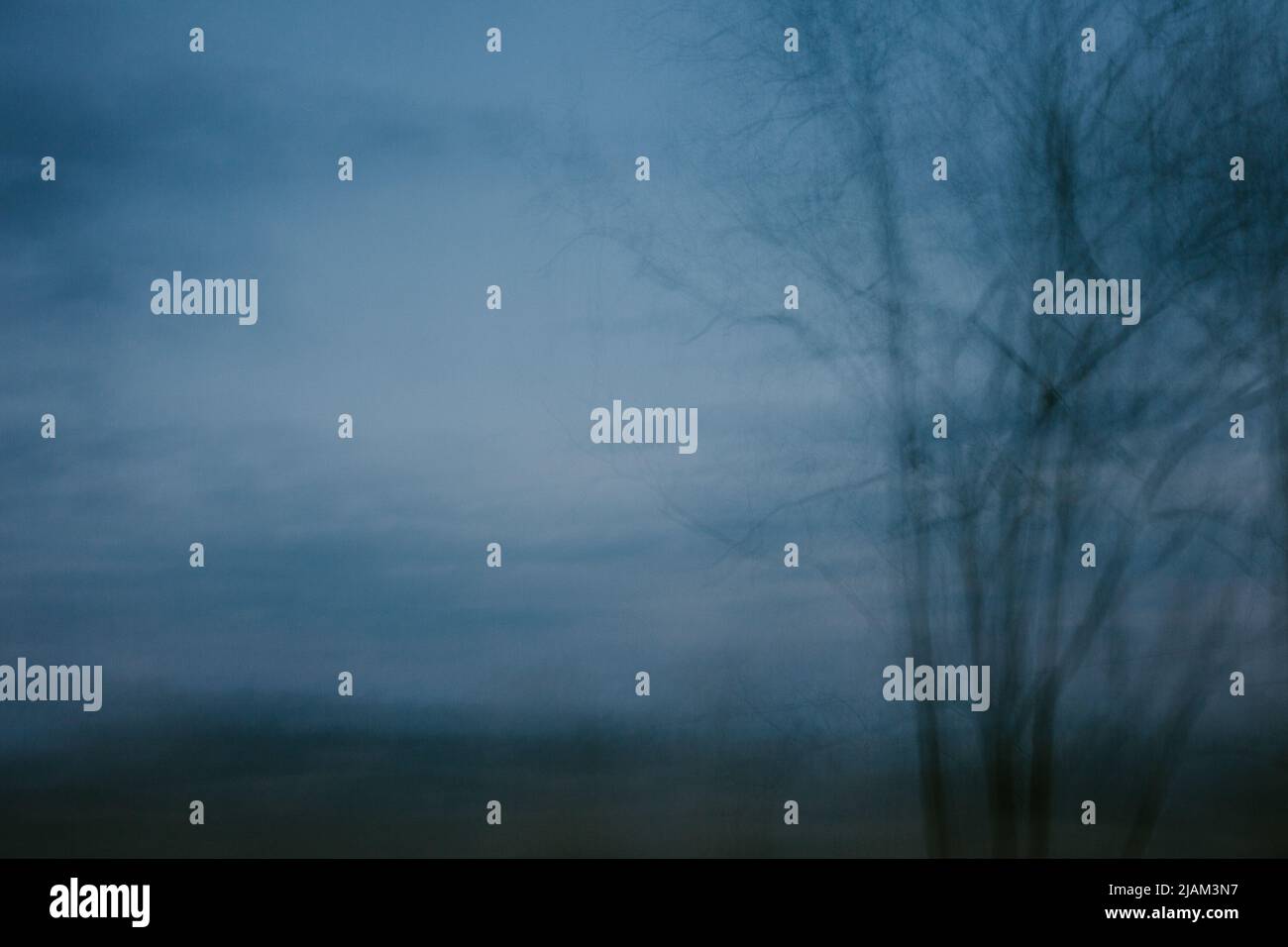 Atmospheric Landscape of Tall Trees Stock Photo Alamy