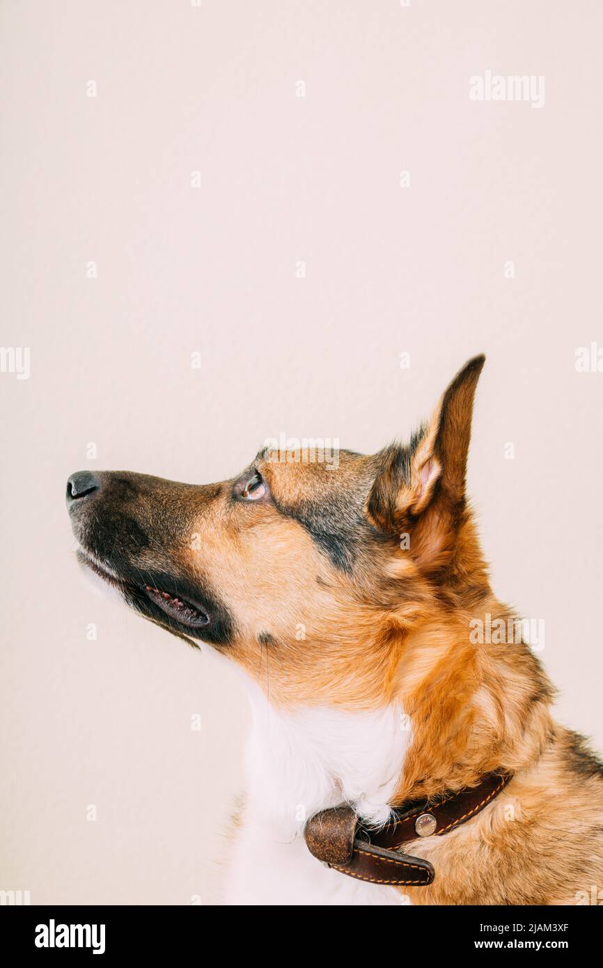 Profile portrait of mixed-breed mongrel dog with ears sticking out on white background, copy space. Dog carefully looks at the owner Stock Photo