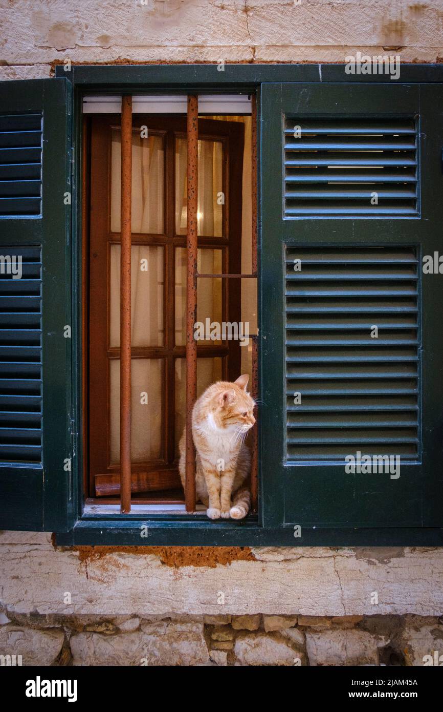 Cat sitting on window sill, Corfu Town, Corfu or Kerkyra, Greece Stock Photo