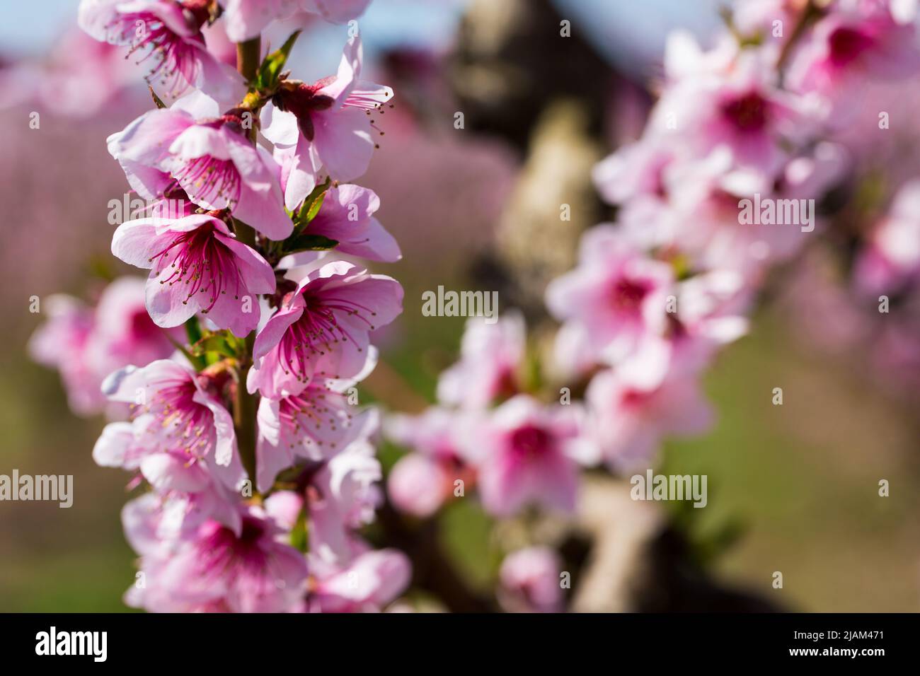 Pink peach flowers Stock Photo Alamy