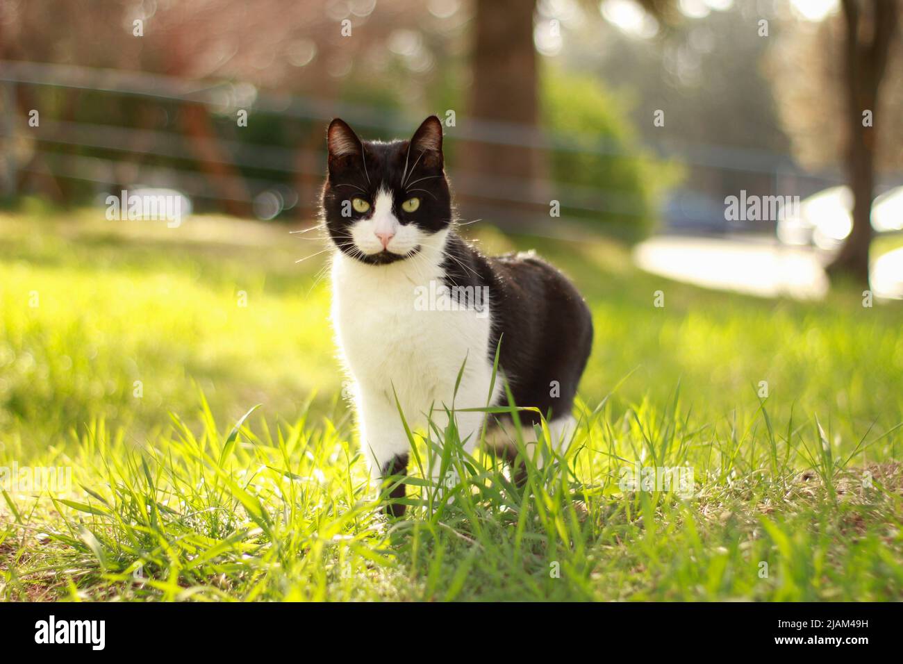 Photograph of a black and white cat in the grass Stock Photo - Alamy