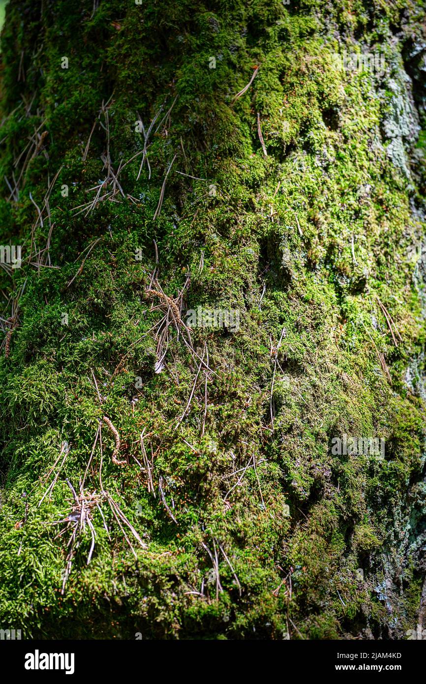 Tree trunk covered with green moss Stock Photo