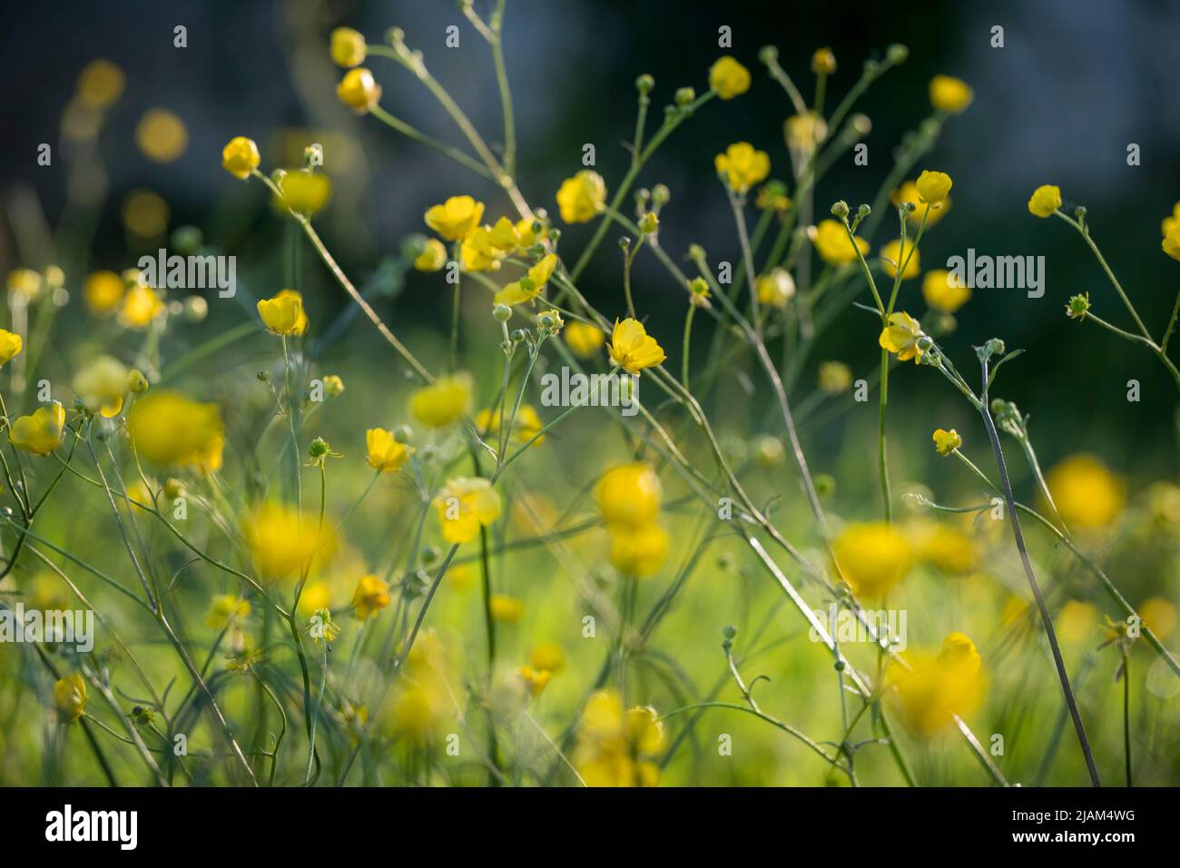 Ranunculus acris, Meadow Buttercup Stock Photo