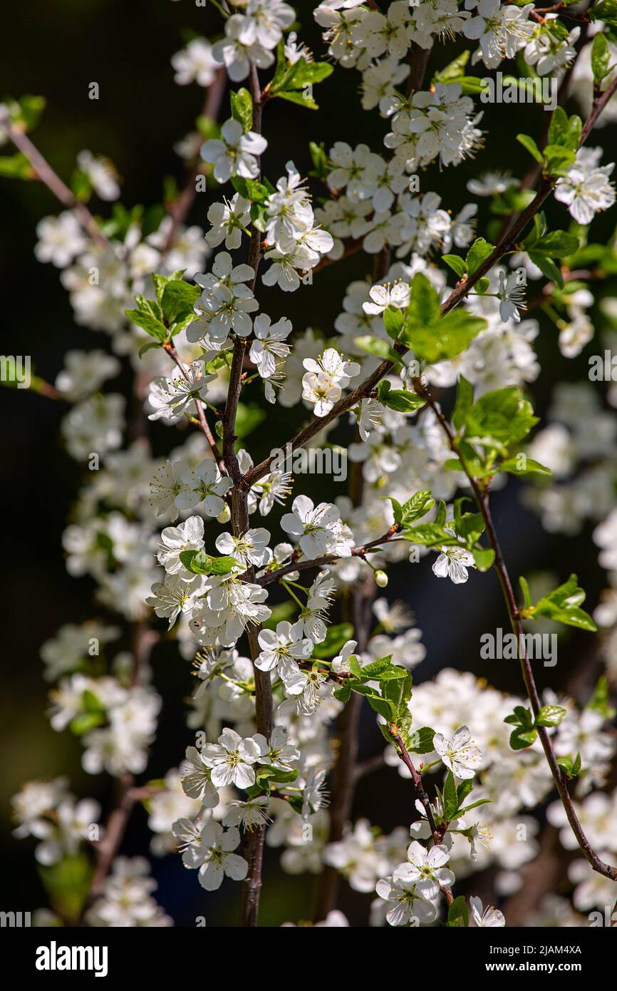 Cherry blossoms, on a sunny spring day Stock Photo