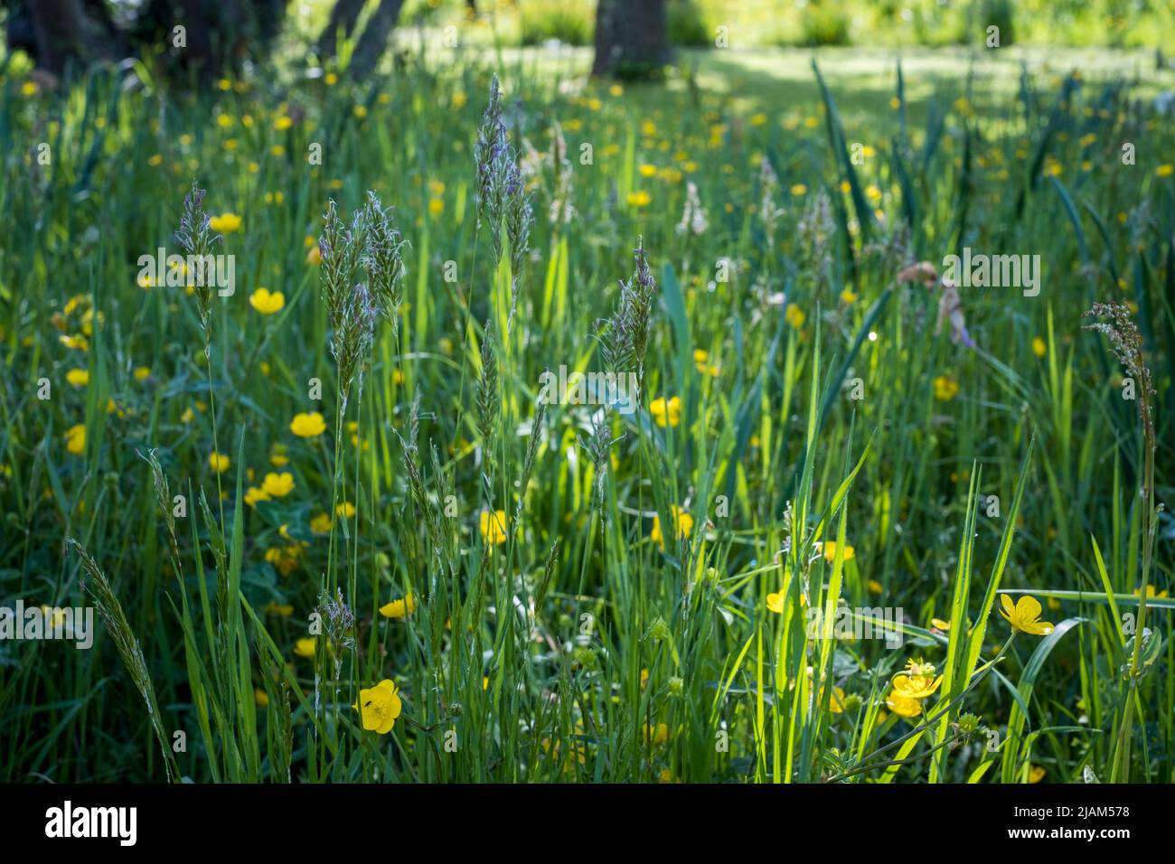 WILDFLOWER SEEDS - Anthoxanthum nitens (Sweet Grass) Wild Flower