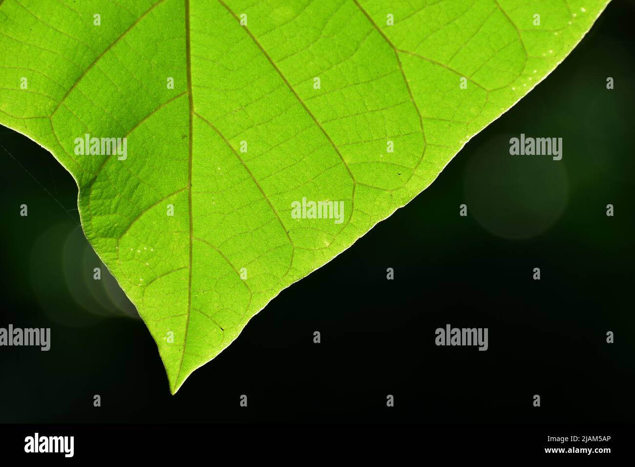 Green leaf texture with bokeh background. Stock Photo