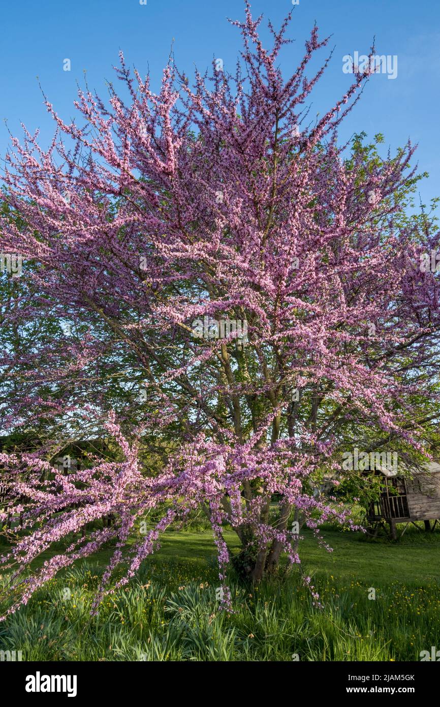 Cercis siliquastrum, The Judas Tree, pink blossom in early summer Stock Photo