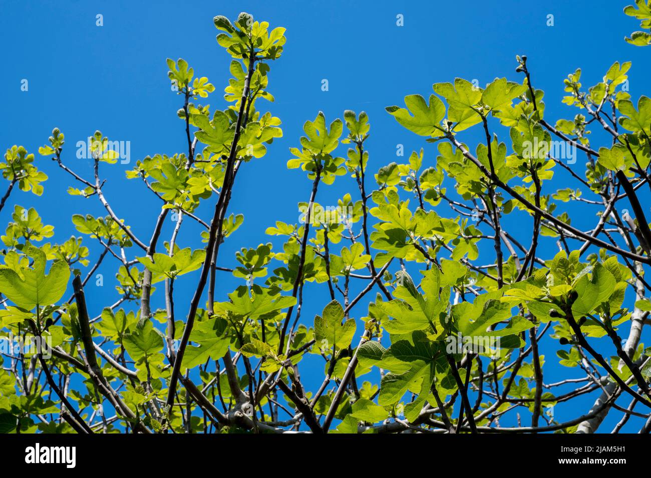 Fig tree foliage in early summer Stock Photo