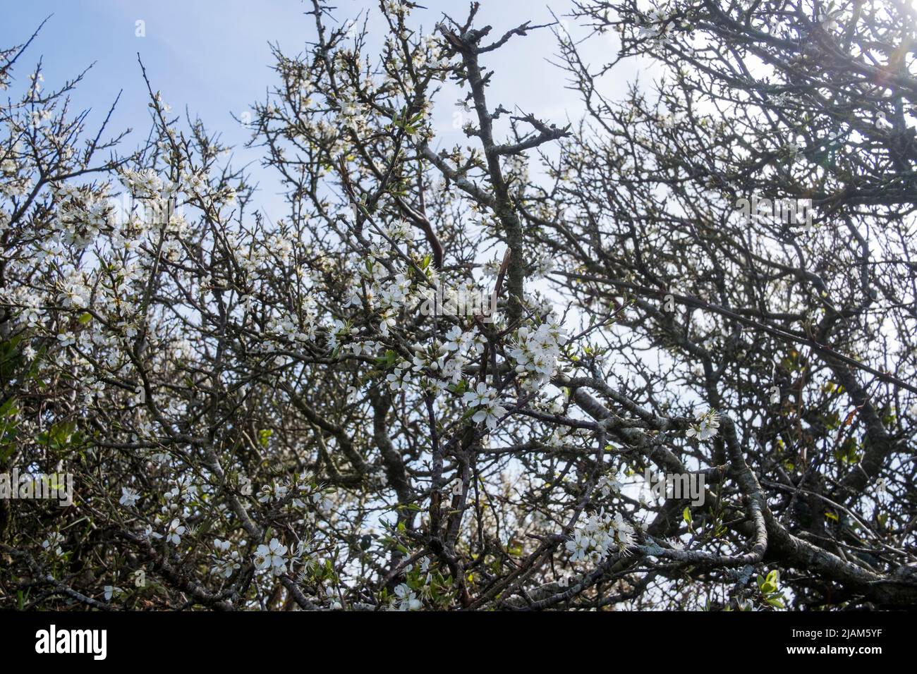 Prunus spinosa, Blackthorn, blossom Stock Photo