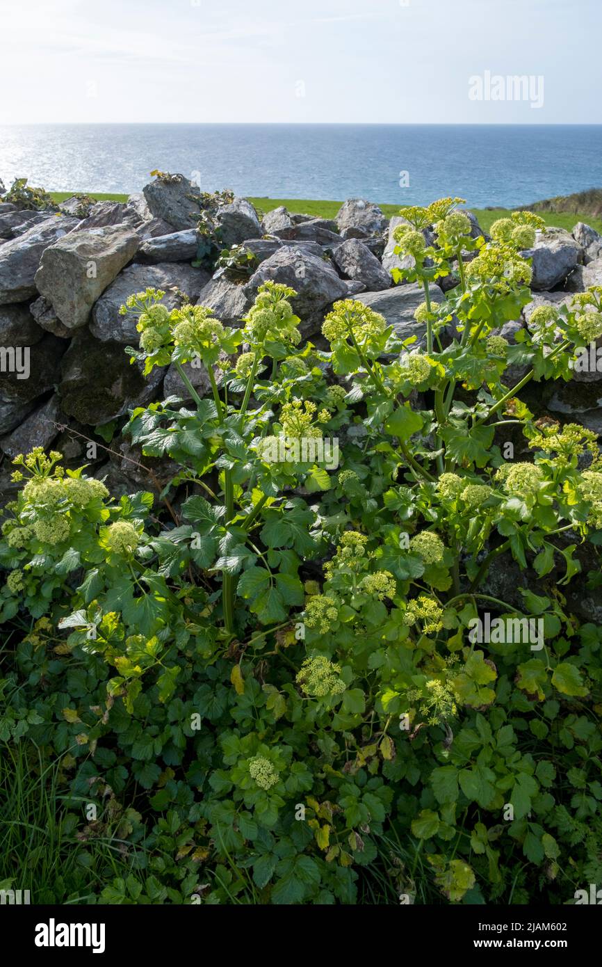 Emerging Smyrnium olusatrum, Alexanders, next to stone wall overlooking the sea in South Devon Stock Photo