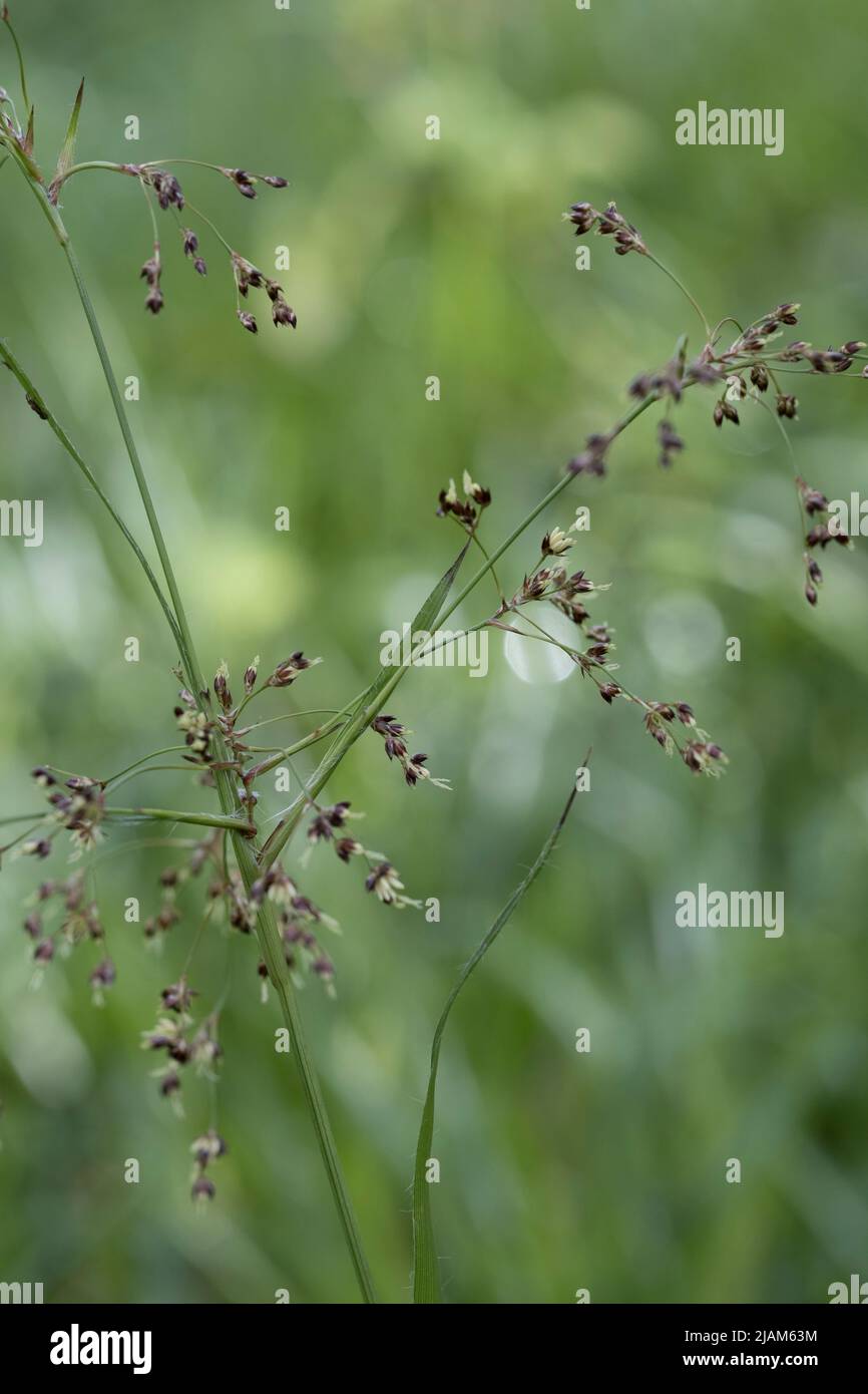 Luzula sylvatica, Greater Wood Rush Stock Photo