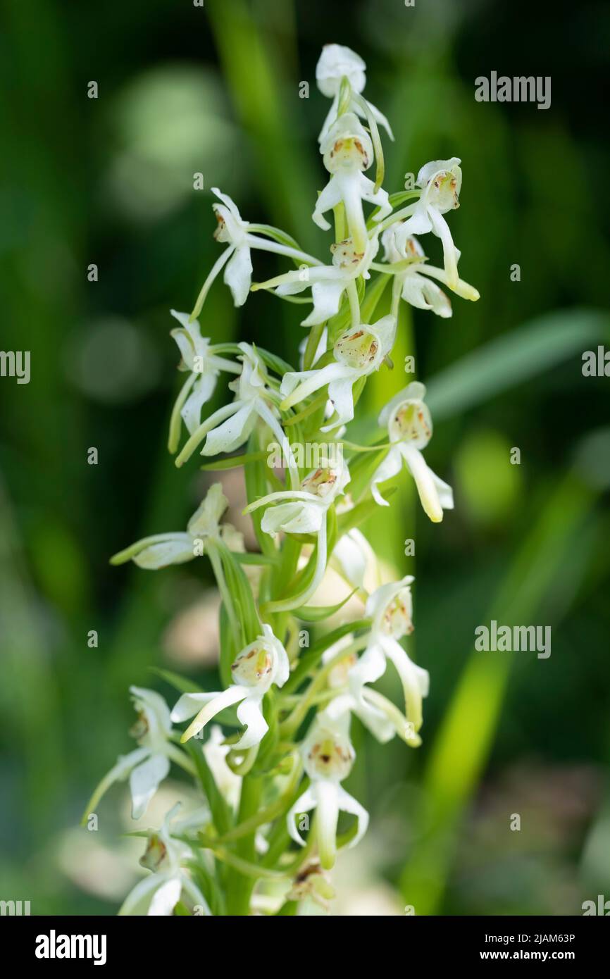 Platanthera chlorantha, Greater Butterfly Orchid Stock Photo