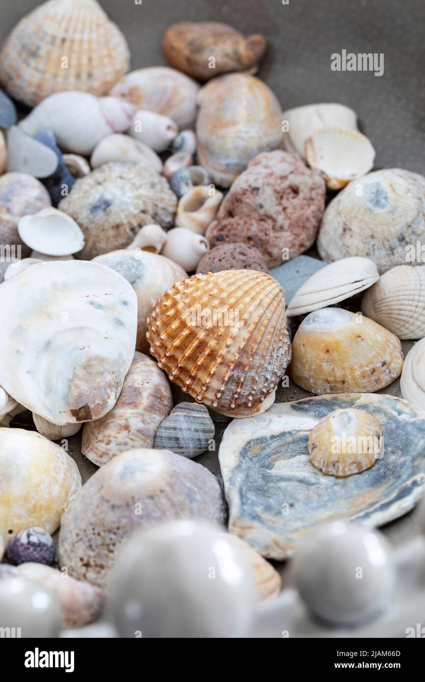 Collection of shells and pebbles for decoration in seaside house Stock Photo