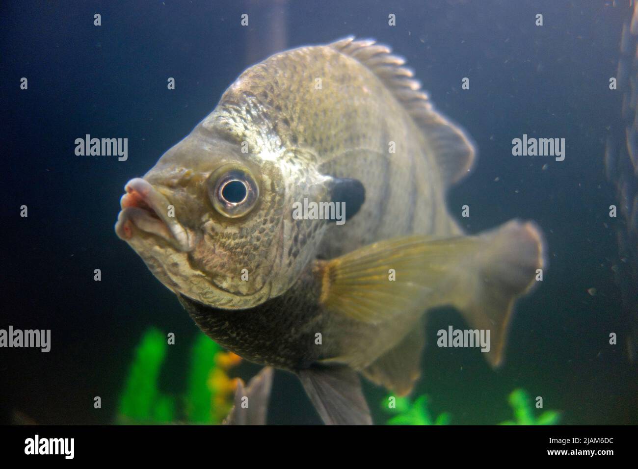 Bluegill fish Stock Photo
