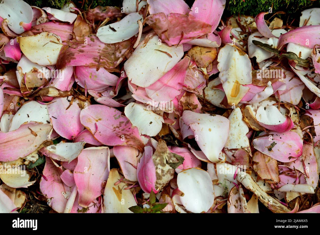 Fallen magnolia petals lying on the ground Stock Photo Alamy