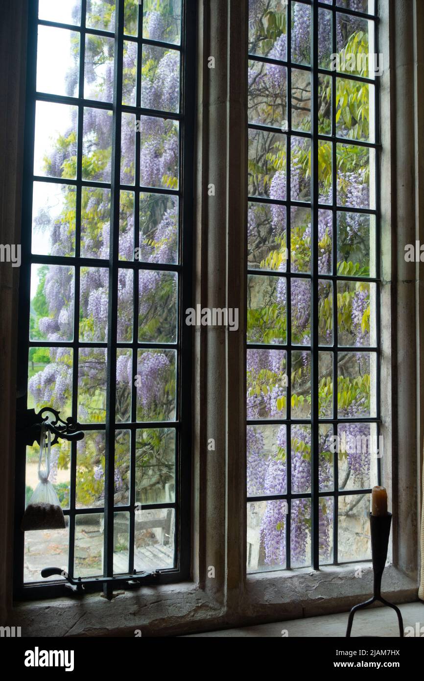 Purple wisteria through a leaded window Stock Photo