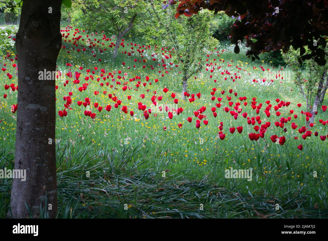 Red tulips in a field on a hill-side Stock Photo