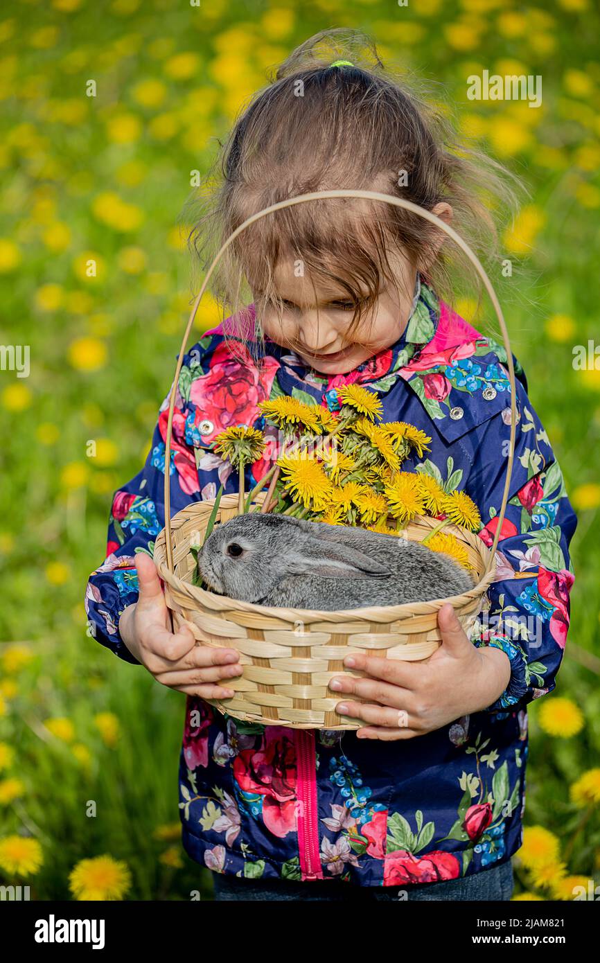 A girl is holding a basket with a small gray rabbit on a background of yellow flowers Stock Photo