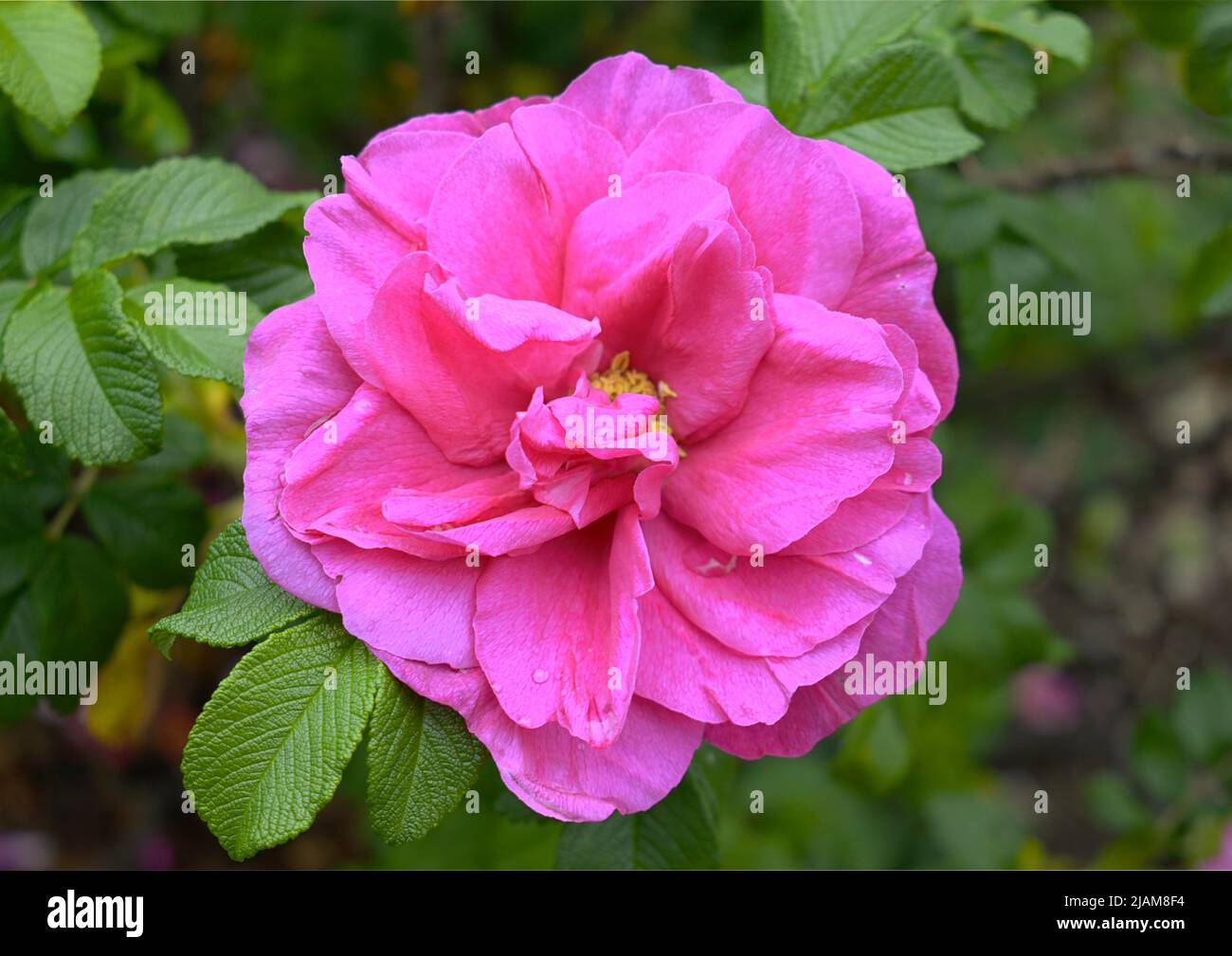 Hybrid rugosa hi-res stock photography and images - Alamy