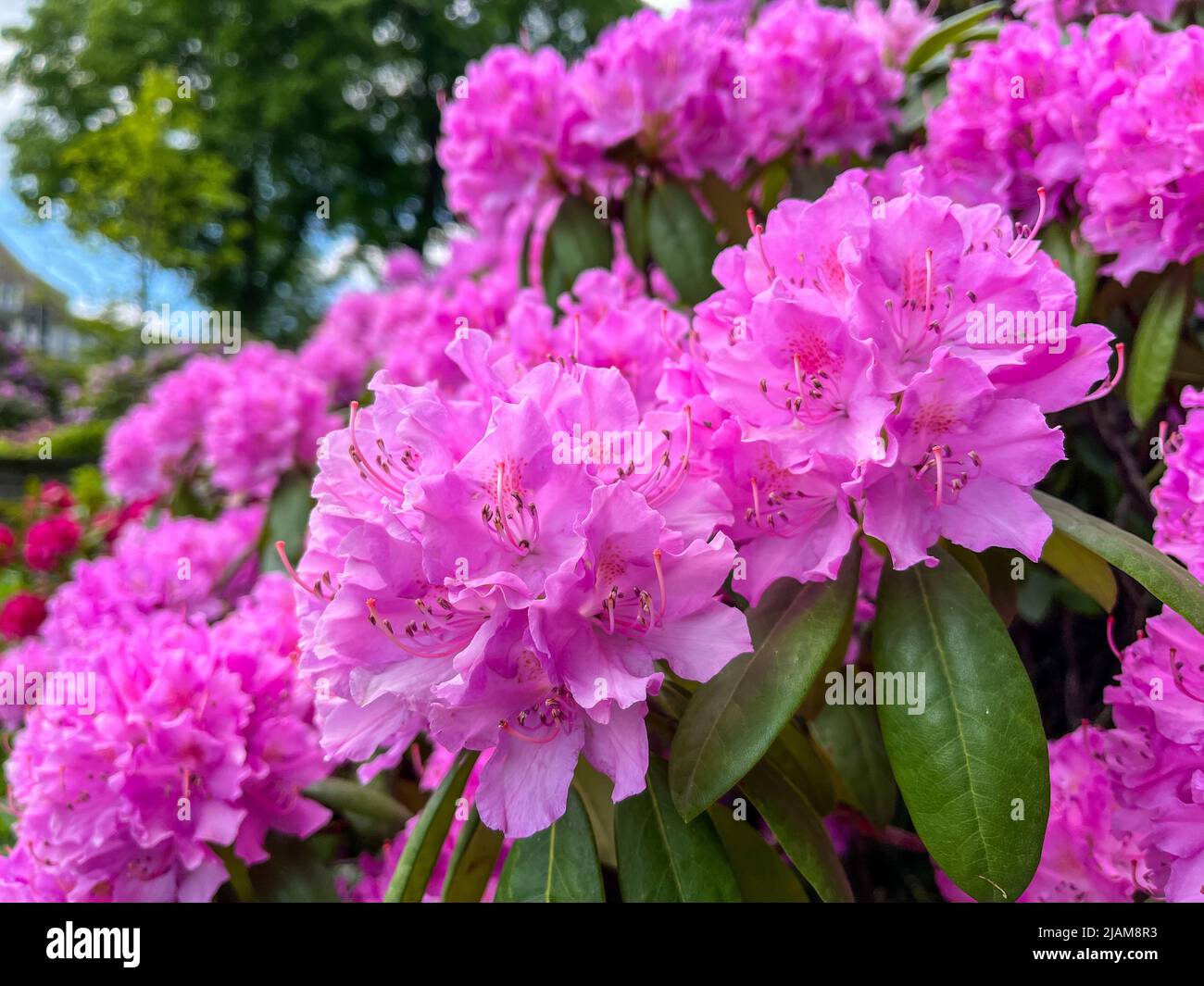 Catawba rhododendron rhododendron catawbiense hires stock photography