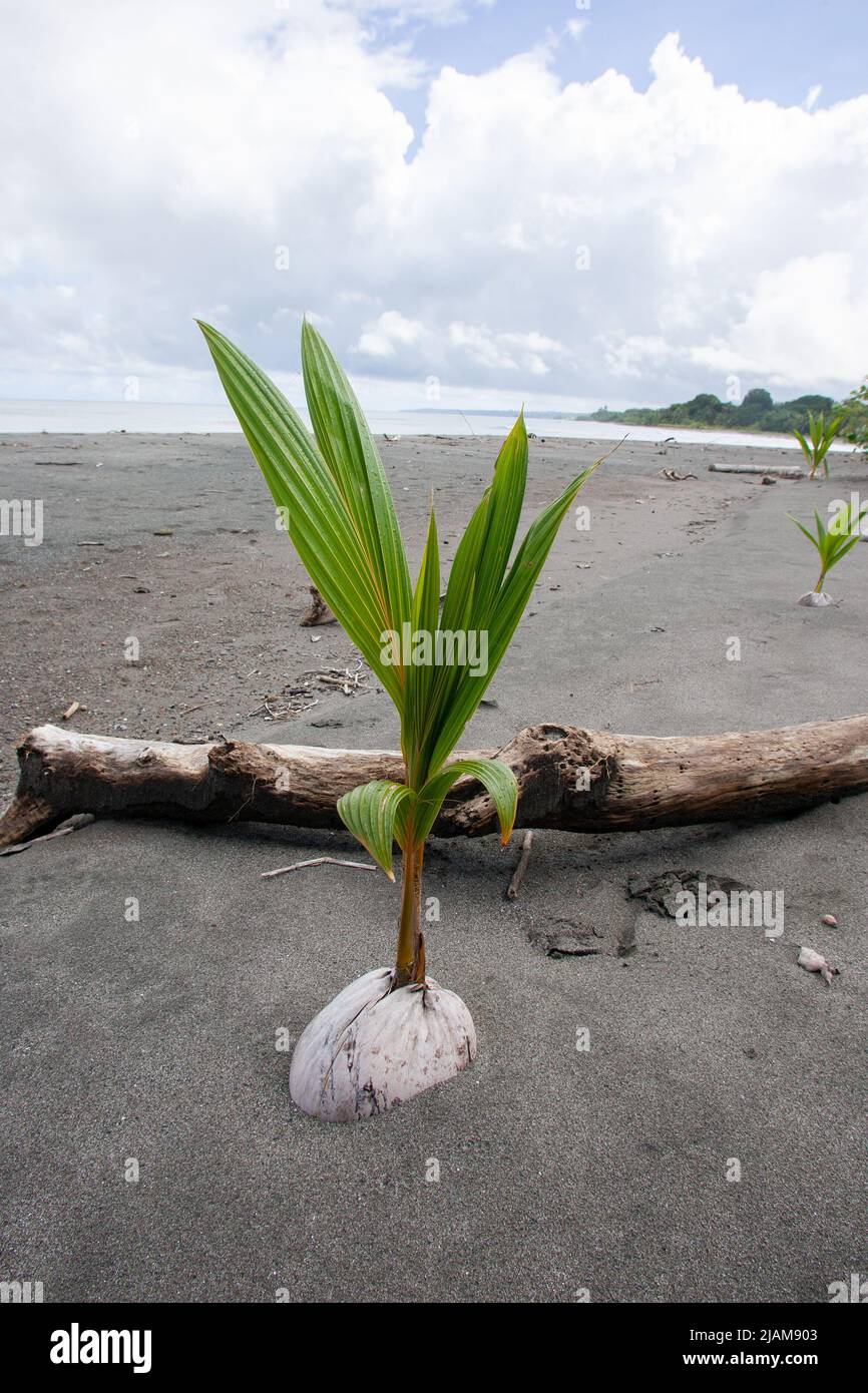 Coconut palm sprouting on the beach. coconuts float and get washed ashore thus enabling the species to propagate Photographed in Panama Stock Photo