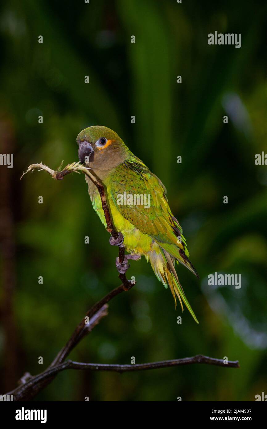 Orange-winged parrot (Amazona amazonica) Amazonian Green parrot. Photographed in Panama Stock Photo