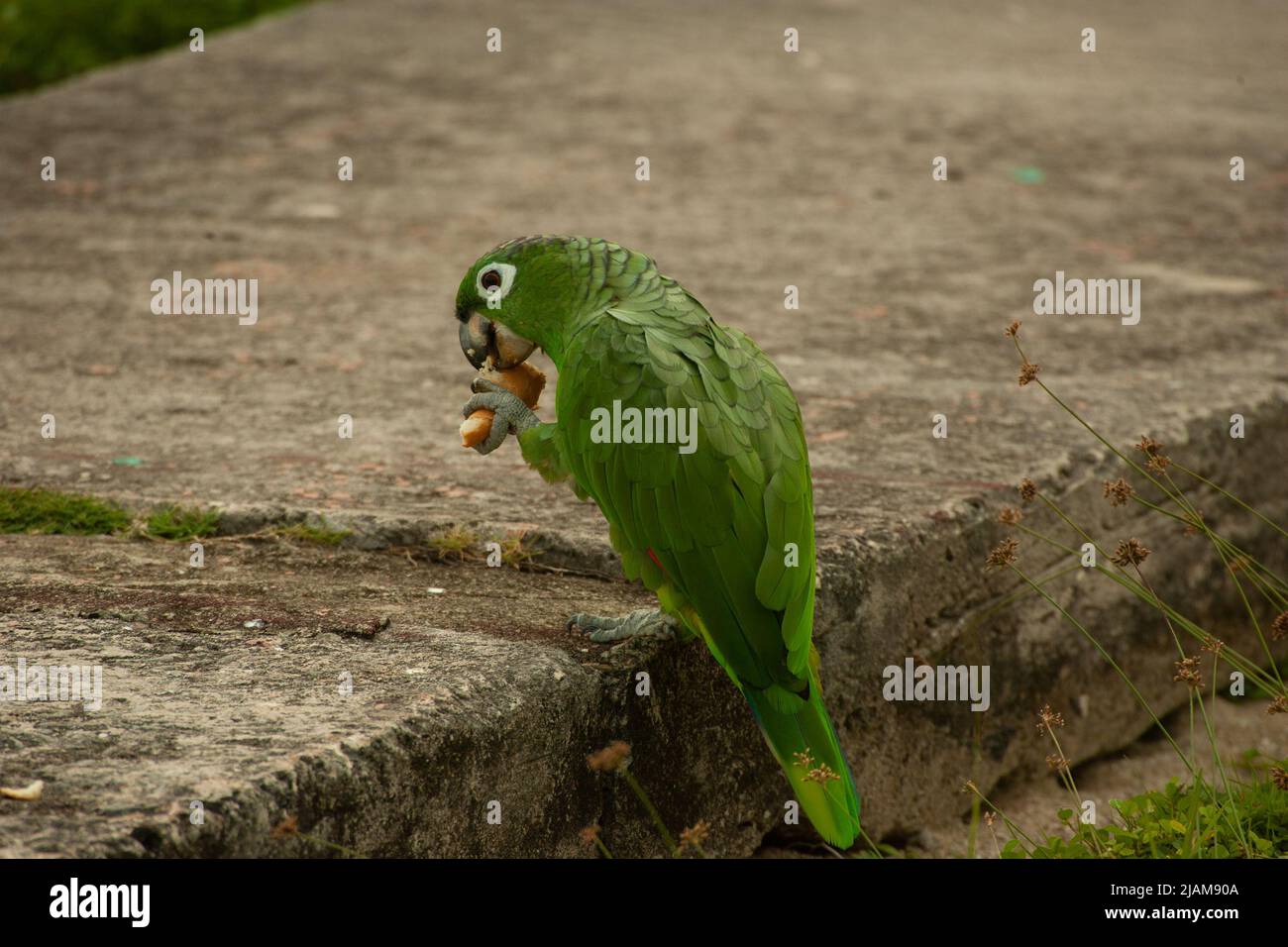 Amazonian Green parrot. Photographed in Panama Stock Photo