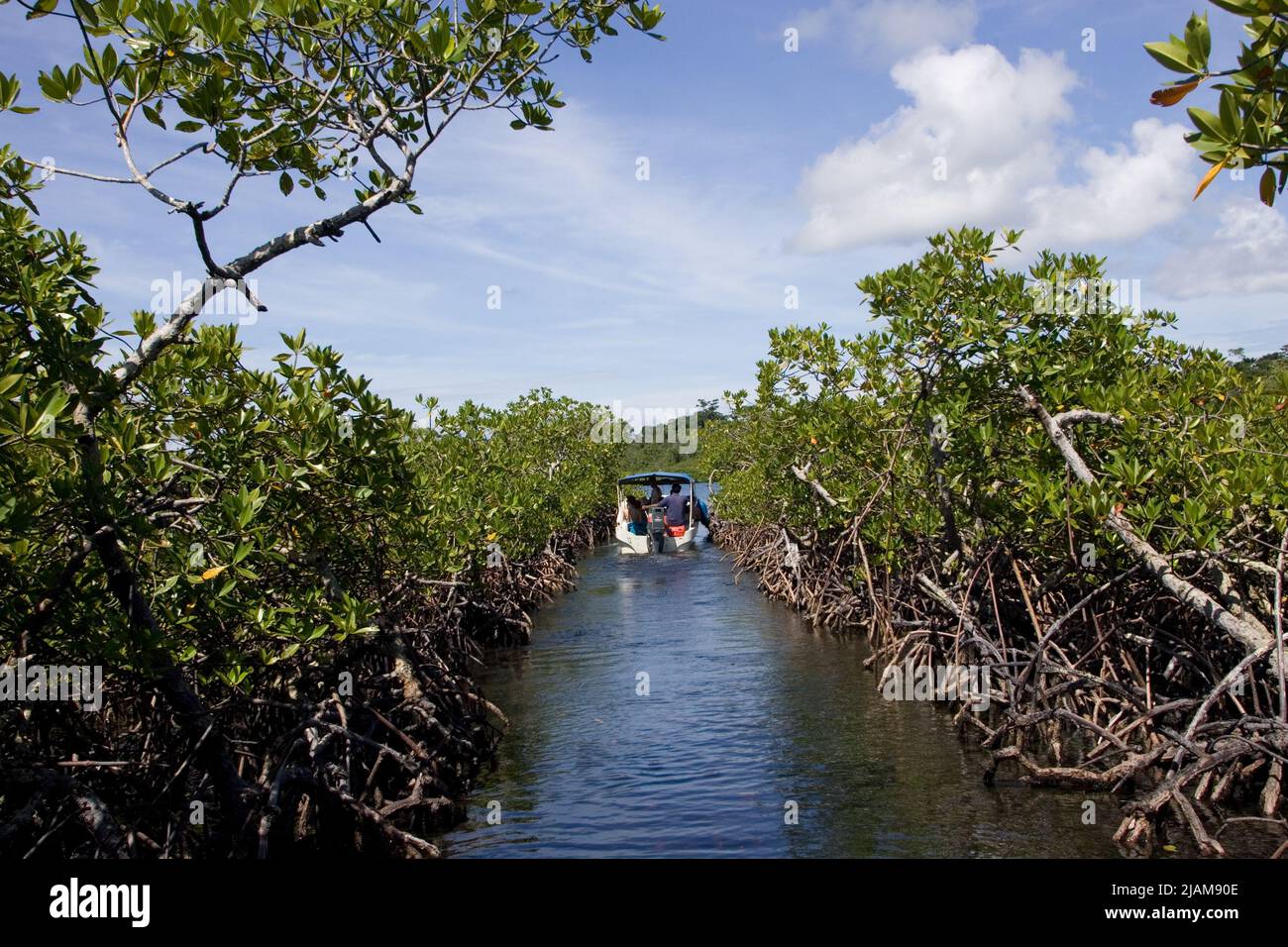 Small Boat transverses the Mangroves off Panama Stock Photo