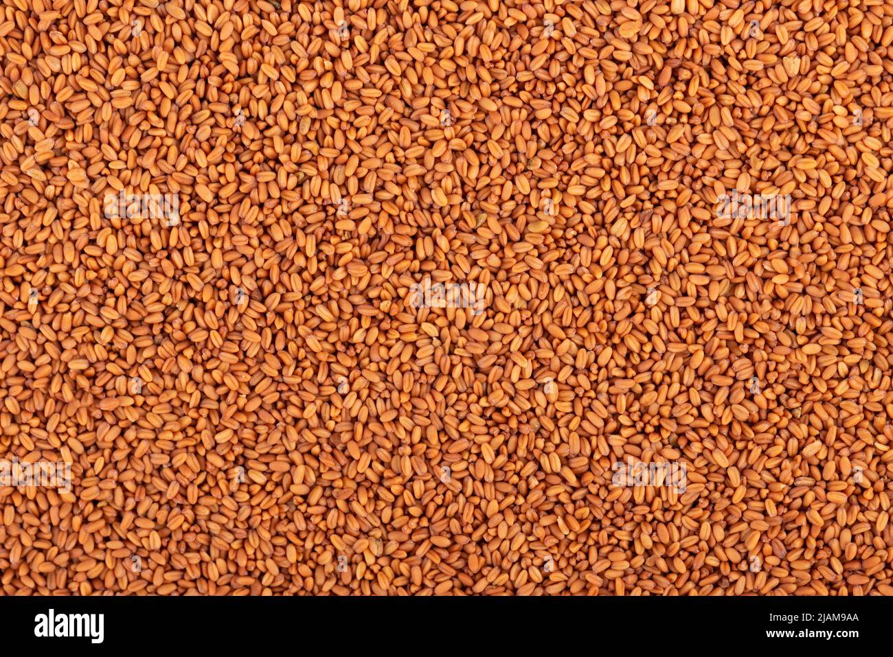 Camelina sativa seeds background. Seeds of camelina or false flax. Raw material for the production of camelina oil. Top view Stock Photo
