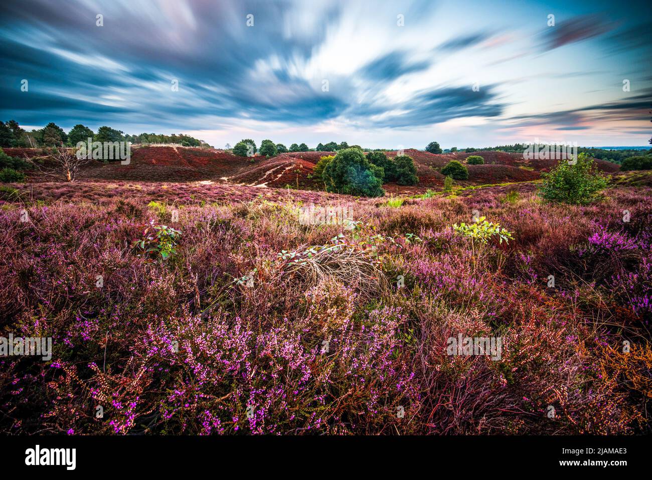 Hiking in De Hoge Veluwe, Netherlands Stock Photo - Alamy
