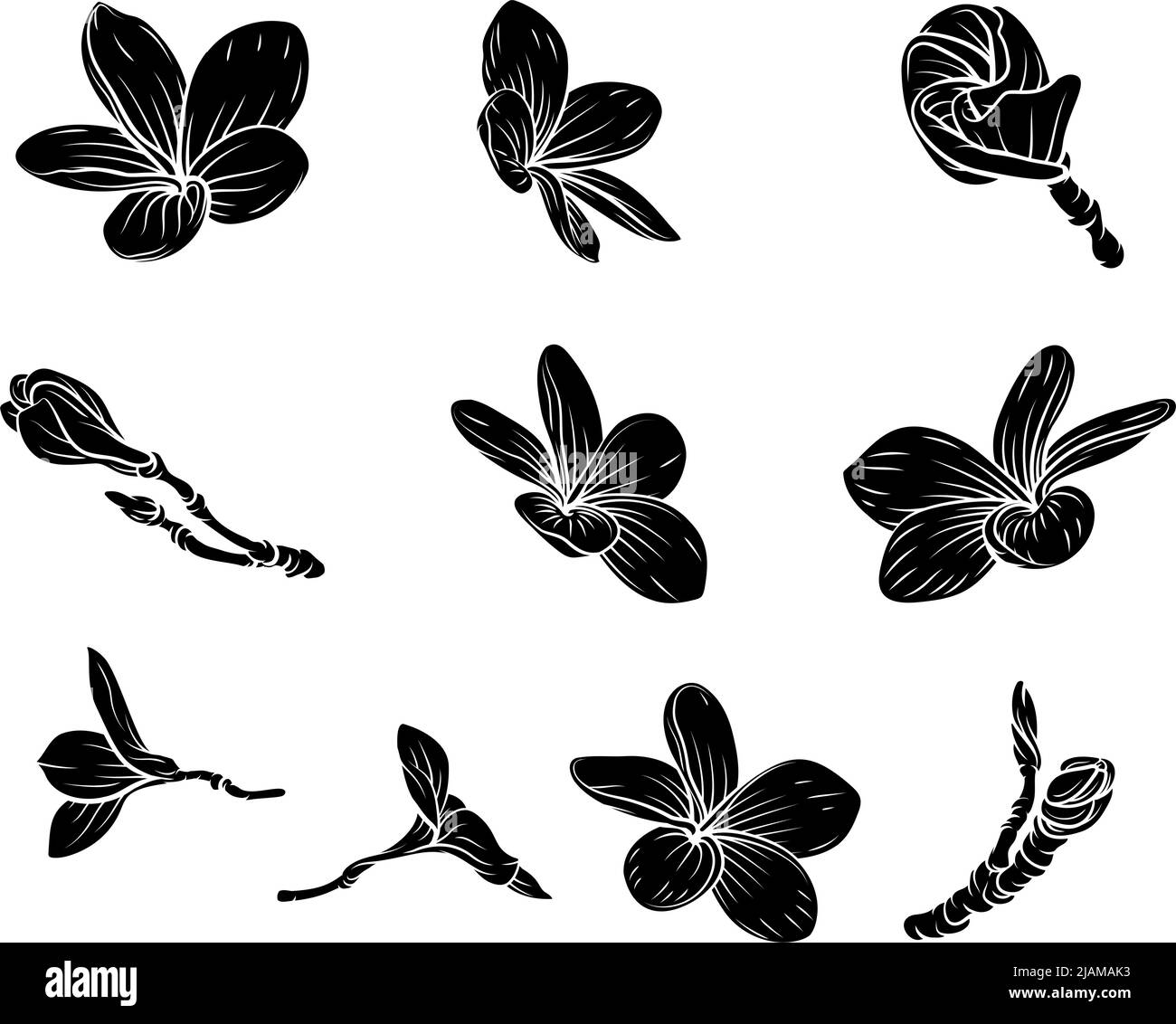 Plumeria Frangipani Bali Flowers Vintage Woodcut Stock Vector