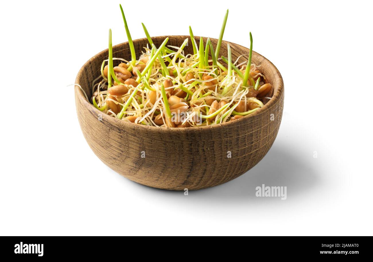 Whole wheat sprouts, germinated wheat seeds in wooden bowl isolated on