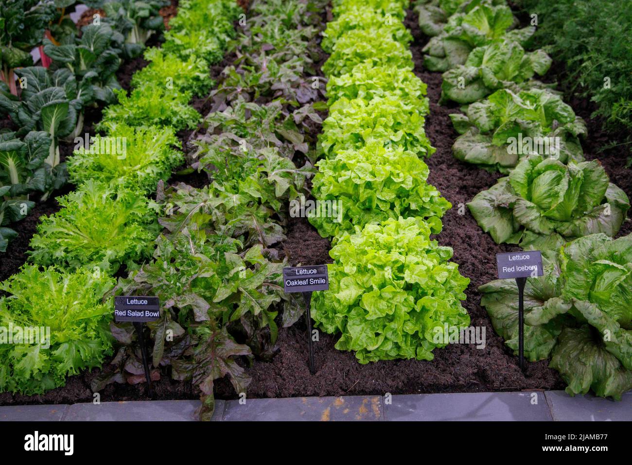 Rows of lettuces at the Allotment garden at the RHS Chelsea Flower Show. Stock Photo
