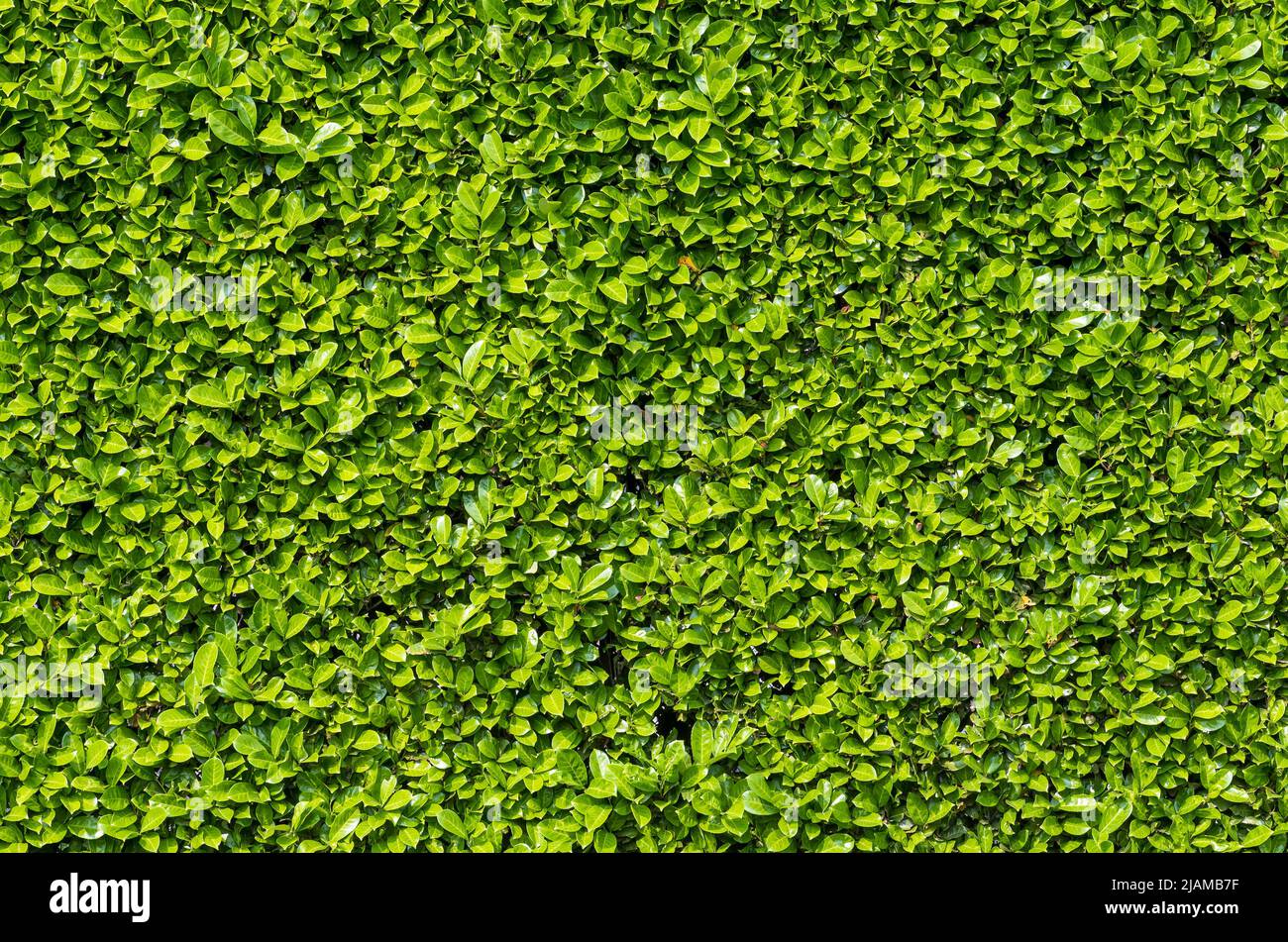 Green shrub hedge, fresh green leaves for natural vegetation background. Stock Photo
