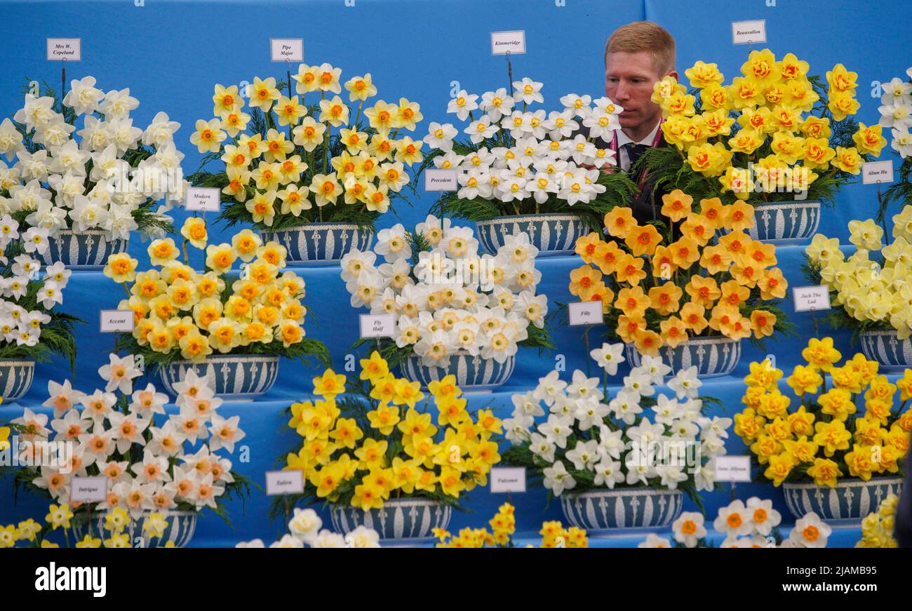 A lovely display of daffodils at The RHS Chelsea Flower Show. Stock Photo